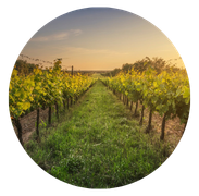Vigneti